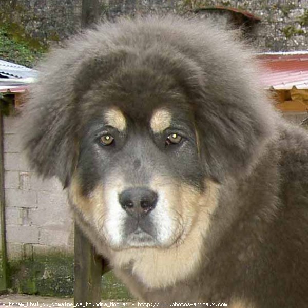 Photo de Dogue du tibet