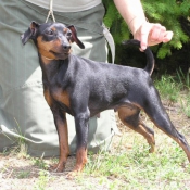 Photo de Pinscher nain