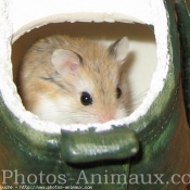 Photo de Hamster