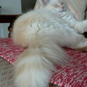 Photo de Ragdoll