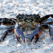 Photo de Crabe