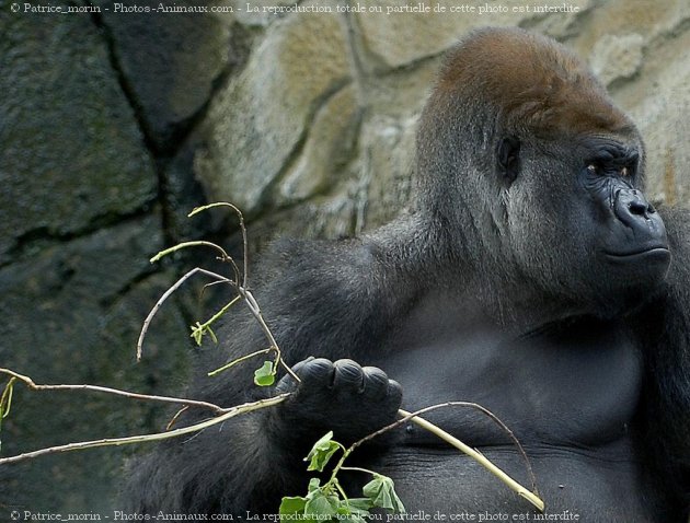 Photo de Gorille