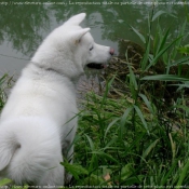 Photo d'Akita inu