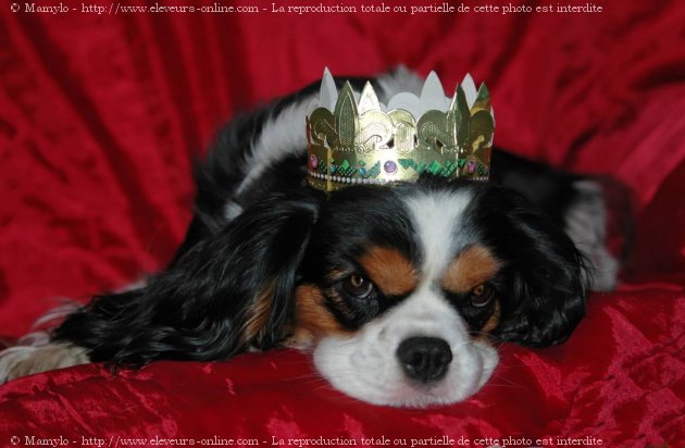 Photo de Cavalier king charles spaniel