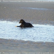 Photo de Labrador retriever