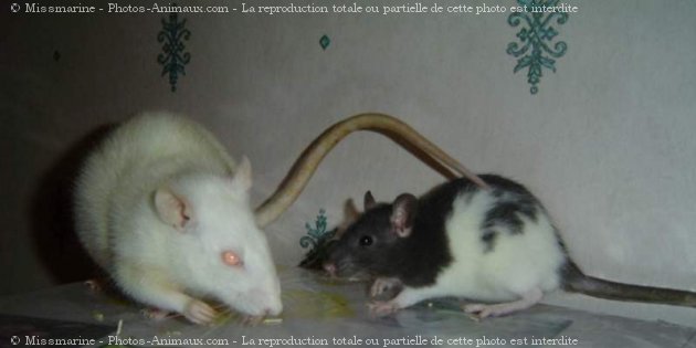 Photo de Rat
