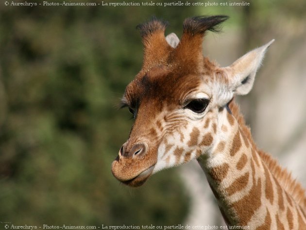 Photo de Girafe