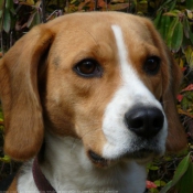Fond d'cran avec photo de Beagle