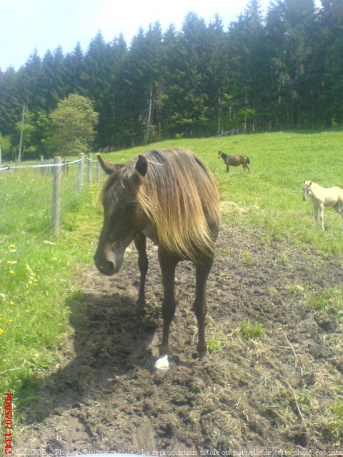 Photo de Rocky mountain horse