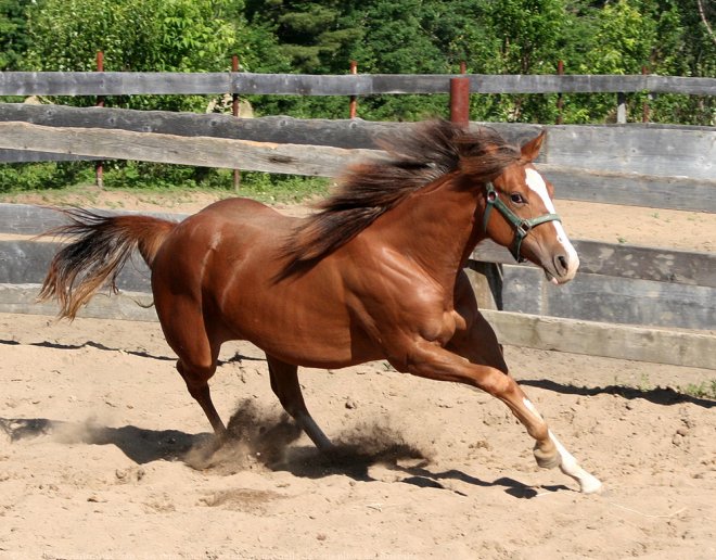 Photo de Quarter horse