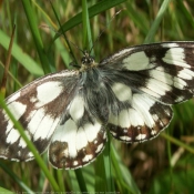 Fond d'cran avec photo de Papillon