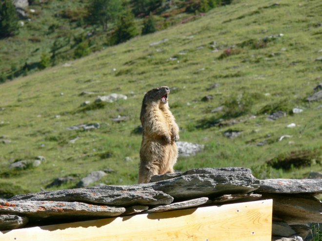 Photo de Marmotte