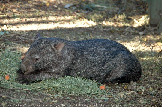Photo de Wombat