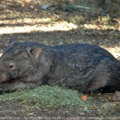 Photo de Wombat