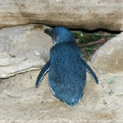 Photo de Pingouin