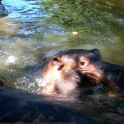 Photo de Hippopotame