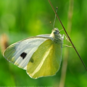 Fond d'cran avec photo de Papillon - piride