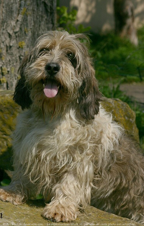 Photo de Petit basset griffon venden