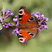 Fond d'cran avec photo de Papillon - paon du jour