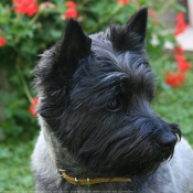 Photo de Cairn terrier