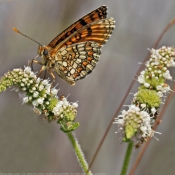 Fond d'cran avec photo de Papillon - damier noir