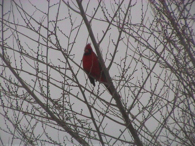 Photo de Cardinal rouge