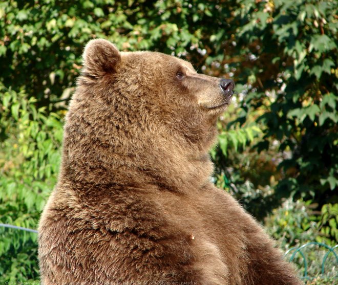 Photo d'Ours