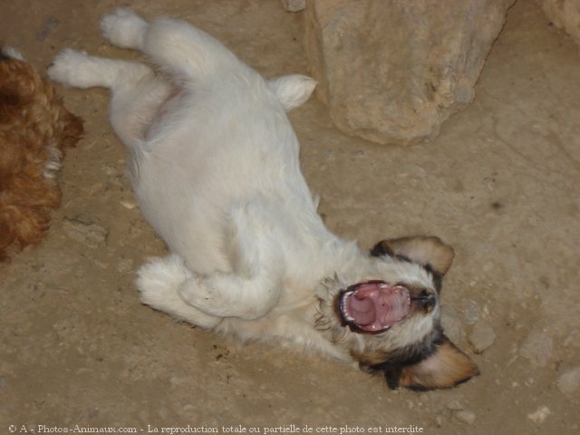 Photo de Fox terrier  poil dur