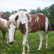 Photo de Paint horse