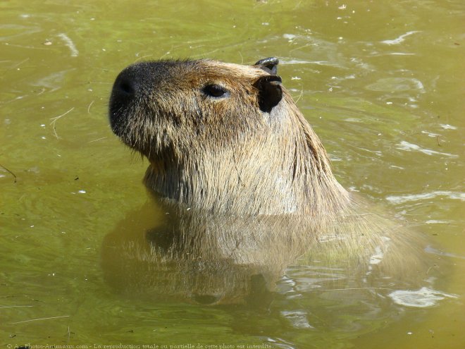 Photo de Cabiai ou capybara