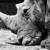 Fond d'cran avec photo de Rhinocros