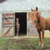 Photo de Quarter horse