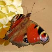 Photo de Papillon - paon du jour