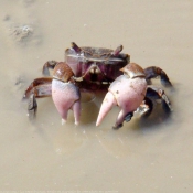 Fond d'cran avec photo de Crabe