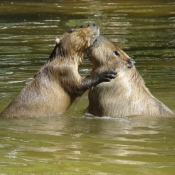 Fond d'cran avec photo de Cabiai ou capybara