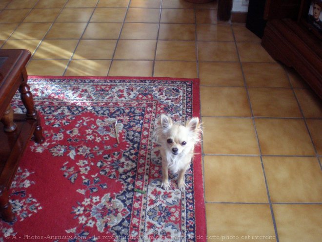 Photo de Chihuahua  poil long