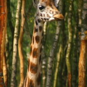 Photo de Girafe