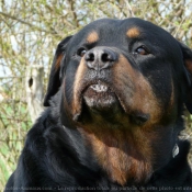 Fond d'cran avec photo de Rottweiler