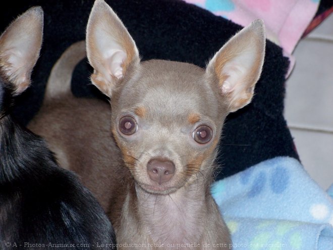 Photo de Chihuahua  poil court