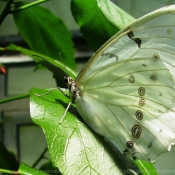 Fond d'écran avec photo de Papillon