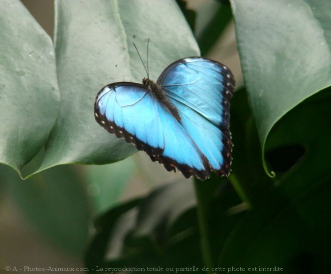 Photo de Papillon - morpho bleu