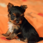 Photo de Yorkshire terrier