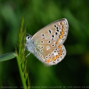 Photo de Papillon - le bel argus