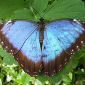 Photo de Papillon - morpho bleu