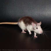 Photo de Rat