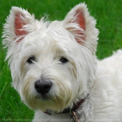 Fond d'cran avec photo de West highland white terrier