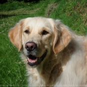 Photo de Golden retriever