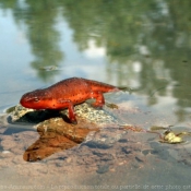 Fond d'cran avec photo de Salamandre