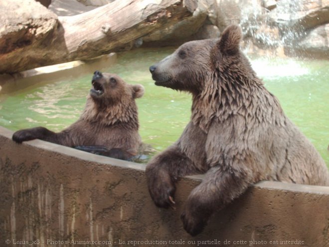 Photo d'Ours