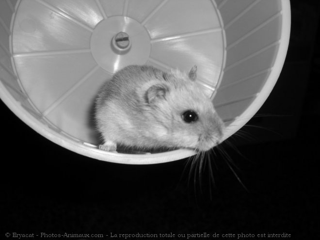 Photo de Hamster
